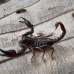 Escorpiun