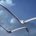 WhiteBird