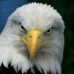 Sir-Eagle