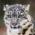 - Animales -